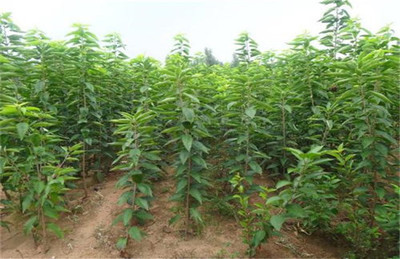 櫻桃種苗批發-山西櫻桃苗-陜西櫻桃苗