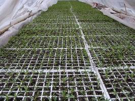西瓜、苦瓜、梨瓜、辣椒等一系列產品的幼苗培植價格_西瓜、苦瓜、梨瓜、辣椒等一系列產品的幼苗培植_陜西西安市西瓜、苦瓜、梨瓜、辣椒等一系列產品的幼苗培植生產供應商_花卉種子、種苗盡在搜了網
