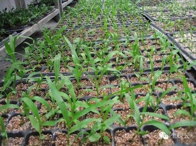 重樓、白芨、金鐵鎖、珠子參種子種苗供應