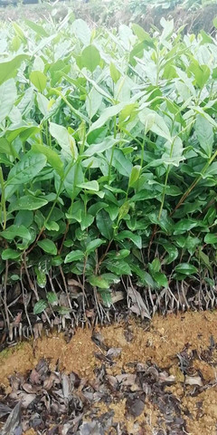 達州市低價茶苗行情價格-低價茶苗、茶葉種苗