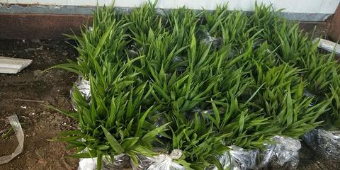 [白芨種苗批發(fā)]陜西商洛山陽縣白芨種苗 0.90元/棵純紫花白芨 _ 一畝田