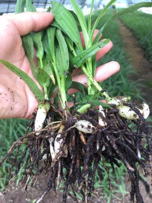 [白芨種苗批發(fā)]陜西漢中漢臺區(qū)白芨種苗 0.60元/棵白芨苗2年 _ 一畝田