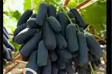 陜西渭南23456年板栗樹苗 新聞 基地報價