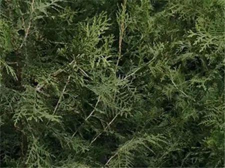 大農圈 農業(yè)供求信息 第二百一十六期