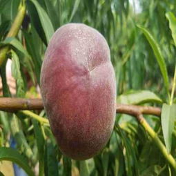 請您點擊 陜西安康嫁接核桃樹苗哪里有賣的 成活率有保證