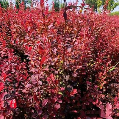 【陜西紫葉小檗杯苗哪家好,紫葉小檗種苗出售