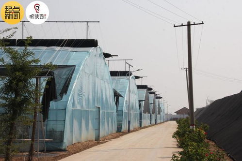 陜西涇陽 蔬菜產業 綠色崛起