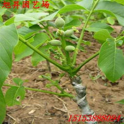 承德易成活核桃樹(shù)苗種植技術(shù)