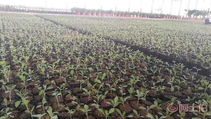 【陜西柳葉馬鞭草種苗杯苗容器苗供應(yīng)】 - 產(chǎn)品庫(kù)