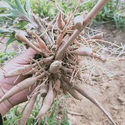 陜西大荔沙苑黃花菜種苗 產(chǎn)地直銷(xiāo)