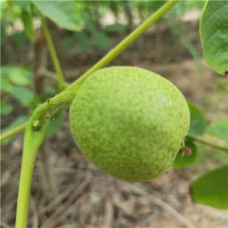 薄殼核桃苗批發(fā)價(jià)格 延川核桃樹(shù)苗