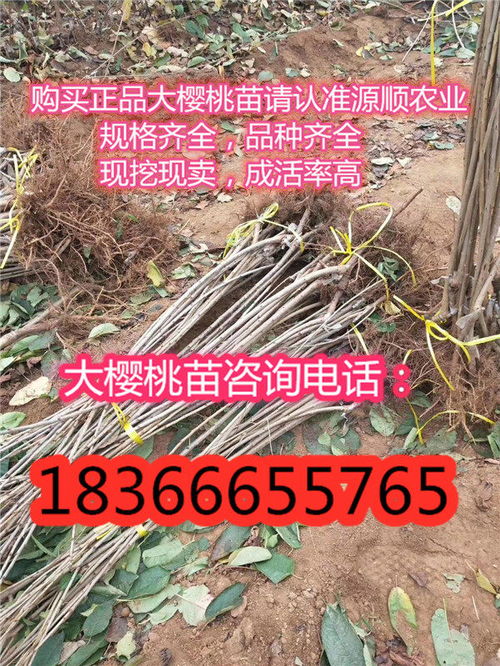 陜西桑緹娜大櫻桃樹(shù)苗價(jià)格及品種介紹