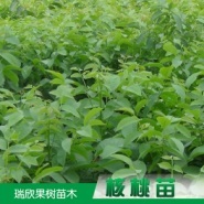 文昌核桃種子種苗