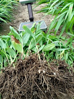 [白芨種苗批發]陜西商洛山陽縣白芨種苗 0.06元/棵純紫花白芨 _ 一畝田