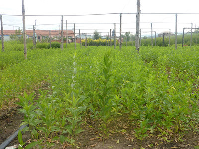 沭陽苗木基地淺析冬青衛矛的三大主要市場價值_農作物種子、種苗_農業 - 嘻嘻哈哈分類信息