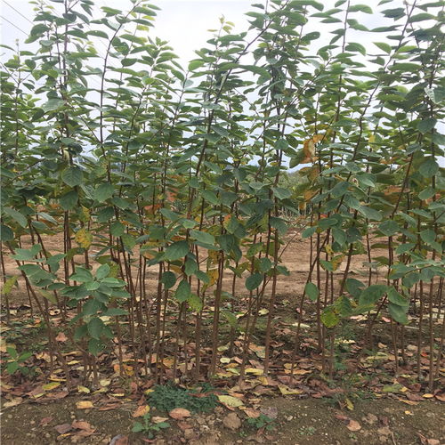 【雞心柿子樹苗、雞心柿子樹苗價格及基地】- 