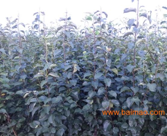 櫻桃樹苗批發&ndash;櫻桃樹苗廠家&ndash;櫻桃樹苗供應商