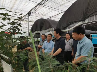 寶雞市麟游縣林業局率團來略考察杜仲產業洽談合作事宜