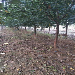 【19年杏樹苗價格珍珠油杏樹苗】-