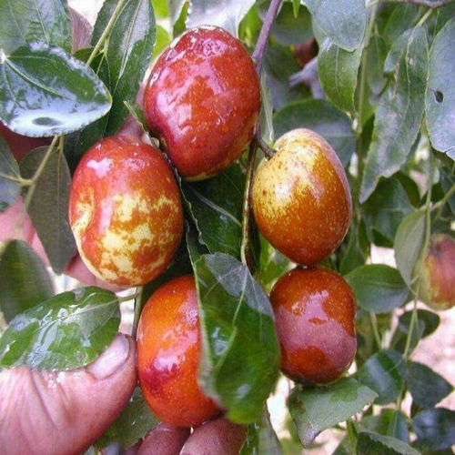 【中華貢棗樹幼苗產地貨源、中華貢棗樹幼苗怎么種】-