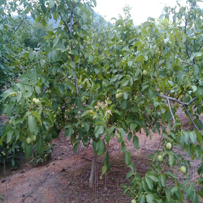 當(dāng)年掛果遼核1號(hào)核桃樹種苗價(jià)格2元