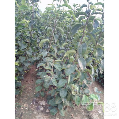 【陜西2公分翠冠梨樹苗價格、2公分翠冠梨樹苗批發基地現挖現賣】- 