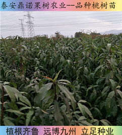 永不軟黃桃苗早熟桃樹苗品種早熟桃樹苗陜西早熟桃樹苗早熟桃樹苗品種