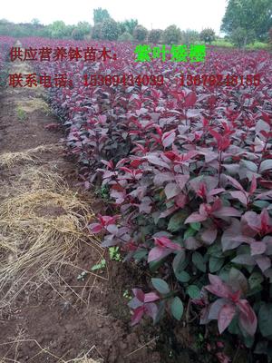 【供應西安營養缽紅葉李、紫葉李、陜西叢生密枝紅葉李】價格,廠家,其他種子種苗