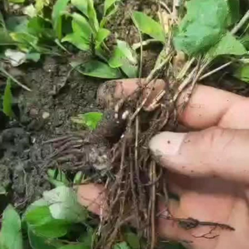 陜西秦嶺蒼術(shù)種苗野生蒼術(shù)苗子北蒼術(shù)種子黑蒼術(shù)帶朱砂點(diǎn)兒