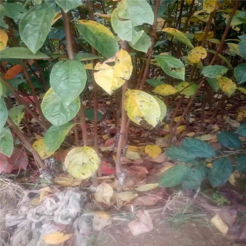 一公分以上黑柿子樹苗價(jià)格 黑柿子樹苗哪里有