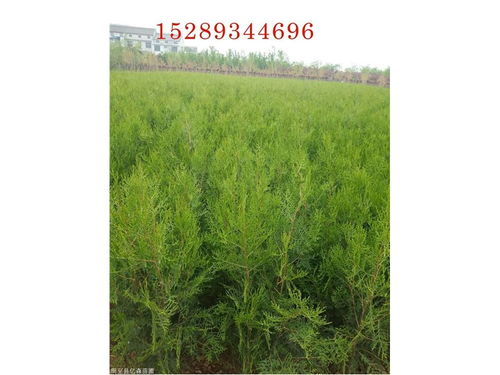 陜西柏樹批發(fā) 柏樹苗直銷 綠化帶柏樹小苗 陜西柏樹苗木基地