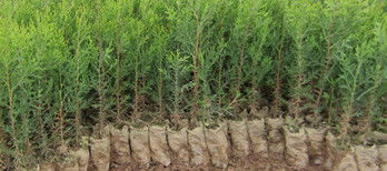 側柏樹苗木陜西西安周至兩年生營養(yǎng)袋側柏容器苗柏樹苗量大從優(yōu)