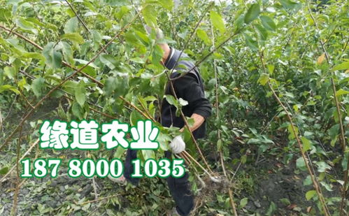 【四川蜂糖李子苗廠家、嫁接蜂糖李樹苗那里有賣】- 