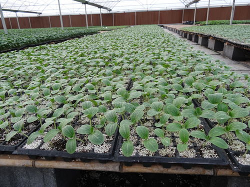 安慶嫁接黃瓜苗代育廠