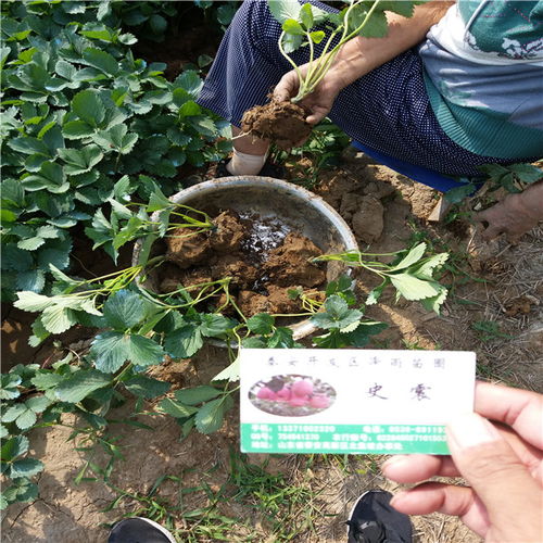 【202草莓苗哪里出售、銷售便宜202草莓苗價(jià)格】- 