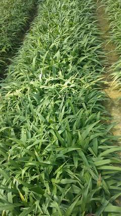 潤(rùn)農(nóng)農(nóng)業(yè)中藥材育苗基地