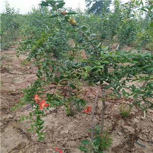 浙江軟籽石榴苗基地價(jià)格