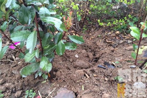 樹苗栽進(jìn)綠化帶被盜挖44棵 一夜損失七八千