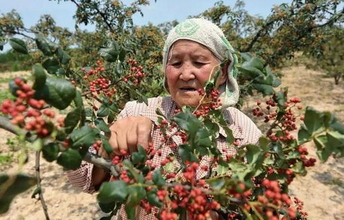 全國(guó)哪的花椒最正宗 經(jīng)過(guò)對(duì)比,這5個(gè)地方名氣最大,有你家鄉(xiāng)嗎