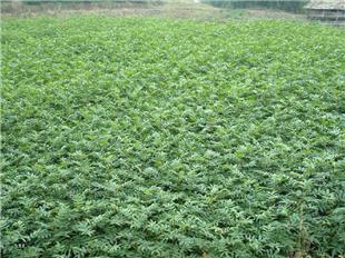 【花椒樹苗價格米椒花椒樹苗花椒苗用什么嫁接國家優(yōu)質(zhì)品種樹】- 