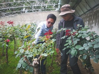 李迎春 樹苗也有 高反 推廣新技術(shù)助其成活