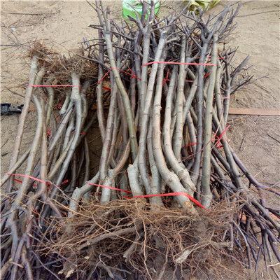 【陜西秦冠蘋果苗批發(fā)基地】- 