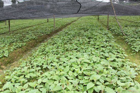 陜西獼猴桃種苗