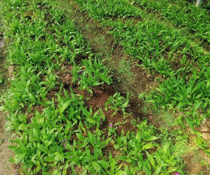 [白芨批發]陜西商洛山陽縣白芨 10.00元/斤中藥材 白芨種苗 _ 一畝田