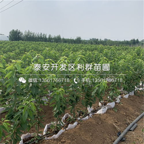 【吉塞拉12號砧木苗、吉塞拉12號砧木苗價錢】- 