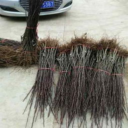 陜西種苗 哈爾濱紅香酥梨樹苗品種齊全，助力果農豐收