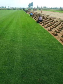 陜西姬擴建 優質精品種苗，全力打造陜西草坪之鄉