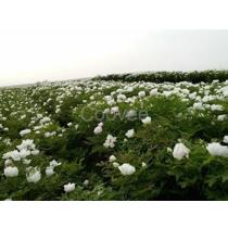 2017年陜西觀賞牡丹種苗廠商與批發商綜合指南