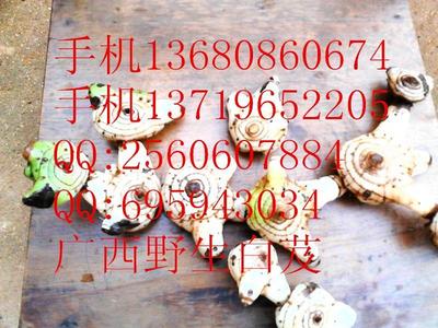 供應優質陜西白及種苗與種子，助力藥材種植產業發展