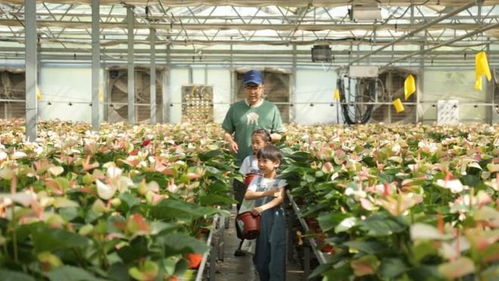 守護(hù)綠水青山，探秘陜西苗木繁育的綠色奇跡